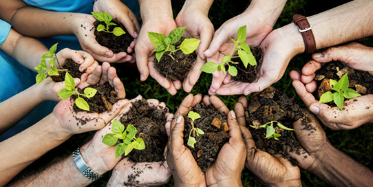 trees-for-the-future.jpg trees-for-the-future.jpg
